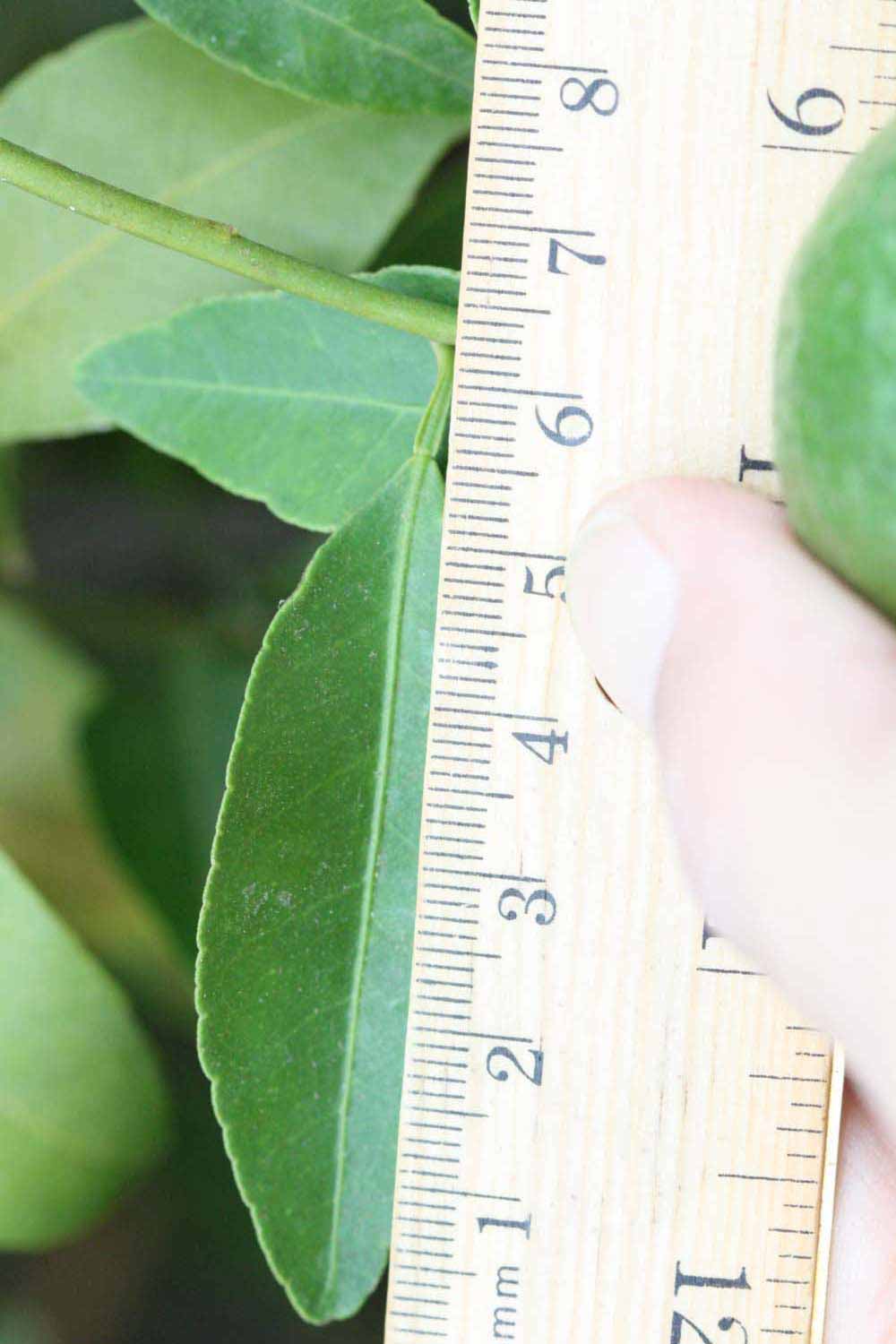              Unifoliolate leaf (Riverside, CA)       